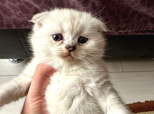 Baba Full Scrli Anne Şampiyon Luk Ödüllü görsel