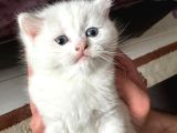 Baba Full Scrli Anne Şampiyon Luk Ödüllü