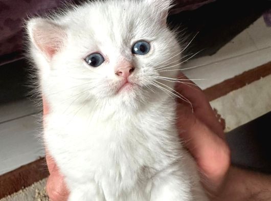 Baba Full Scrli Anne Şampiyon Luk Ödüllü görsel