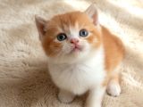Muhteşem British Shorthair Yavrular Organik Portakallar