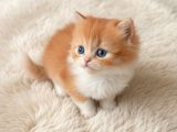 Muhteşem British Shorthair Yavrular Organik Portakallar