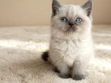 Muhteşem British Shorthair Yavrular Organik Portakallar