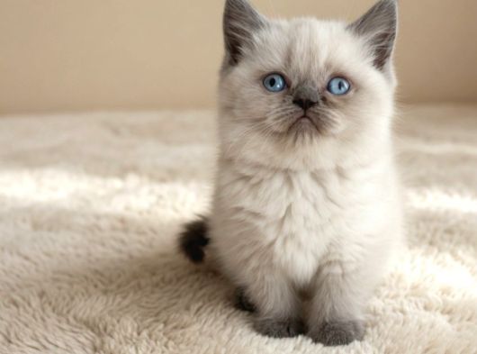 Muhteşem British Shorthair Yavrular Organik Portakallar görsel