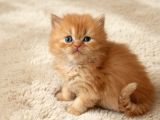 Muhteşem British Shorthair Yavrular Organik Portakallar
