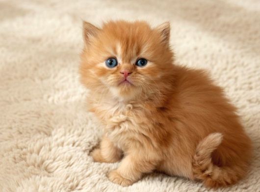 Muhteşem British Shorthair Yavrular Organik Portakallar görsel