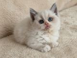 Muhteşem British Shorthair Yavrular Organik Portakallar