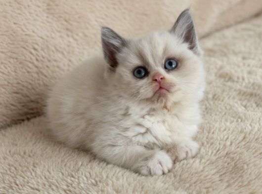 Muhteşem British Shorthair Yavrular Organik Portakallar görsel