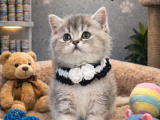Irkının en iyilerinden british shorthair yavrumuz