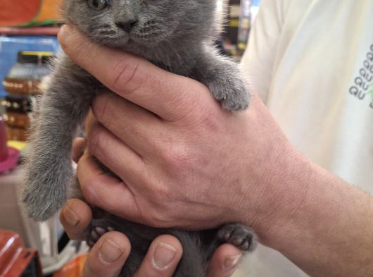 Aşırı Uysal Cana Yakın British Shorthair Erkek Yavru görsel