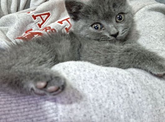 Aşırı Uysal Cana Yakın British Shorthair Erkek Yavru