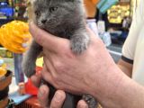 Aşırı Uysal Cana Yakın British Shorthair Erkek Yavru