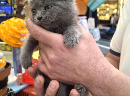 Aşırı Uysal Cana Yakın British Shorthair Erkek Yavru görsel