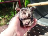 Minik Fransız Bulldog bebeklerimiz