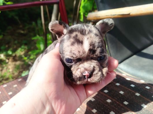 Minik Fransız Bulldog Bebeklerimiz