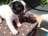 Minik Fransız Bulldog Bebeklerimiz