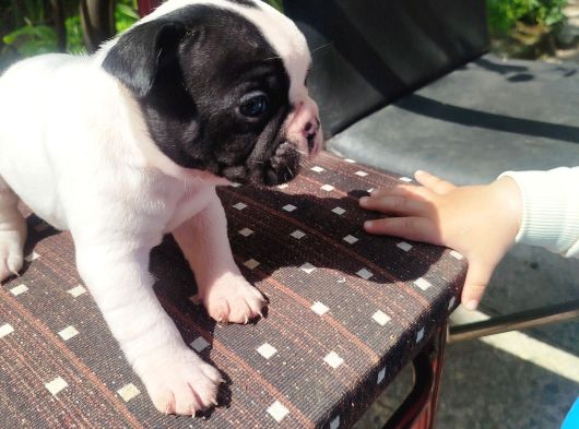 Minik Fransız Bulldog Bebeklerimiz görsel
