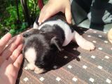 Minik Fransız Bulldog Bebeklerimiz