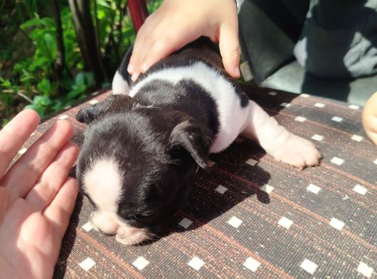 Minik Fransız Bulldog Bebeklerimiz görsel