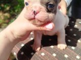 Minik Fransız Bulldog Bebeklerimiz