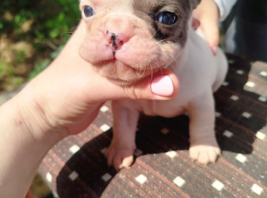 Minik Fransız Bulldog Bebeklerimiz görsel