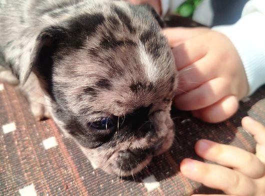 Minik Fransız Bulldog Bebeklerimiz görsel