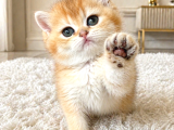 British Shorthair Golden