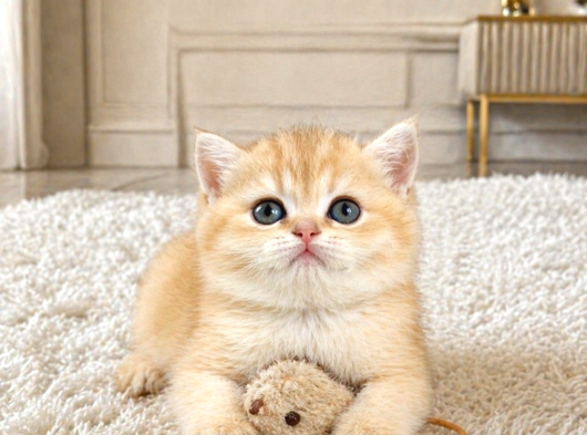 British Shorthair Golden görsel