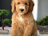 Toy Poodle Sevi̇mli̇ Yavrular Ev Üreti̇mi̇ 