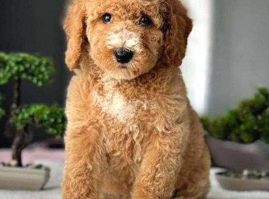 Toy Poodle Sevi̇mli̇ Yavrular Ev Üreti̇mi̇  görsel