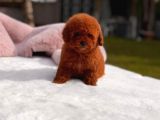 Toy Poodle Sevi̇mli̇ Yavrular Ev Üreti̇mi̇ 