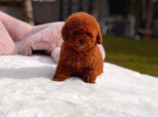 Toy Poodle Sevi̇mli̇ Yavrular Ev Üreti̇mi̇  görsel