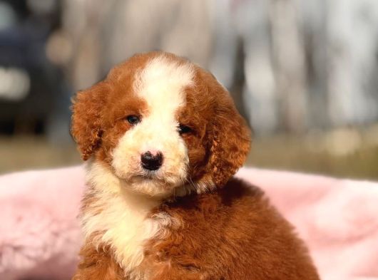 Malti̇poo Ci̇nsi̇ Yavrular Ev Üreti̇mi̇ görsel