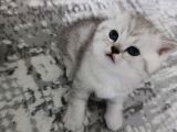 Brıtısh Pamuk Sekerler Yenı Yuvasını Arıyor Rezerveye Acık