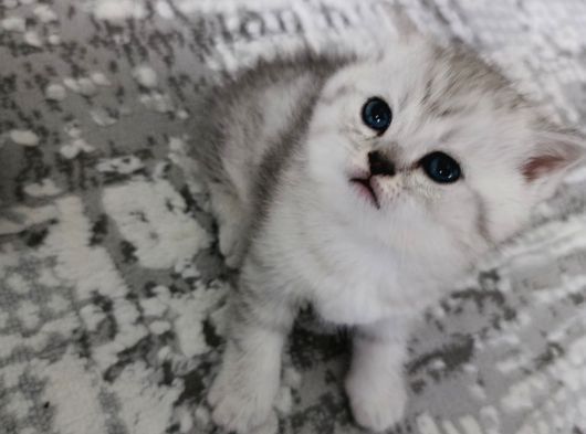 Brıtısh Pamuk Sekerler Yenı Yuvasını Arıyor Rezerveye Acık görsel