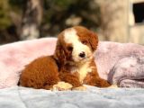 Malti̇poo Ci̇nsi̇ Yavrular Ev Üreti̇mi̇