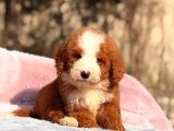 MALTİPOO CİNSİ YAVRULAR EV ÜRETİMİ