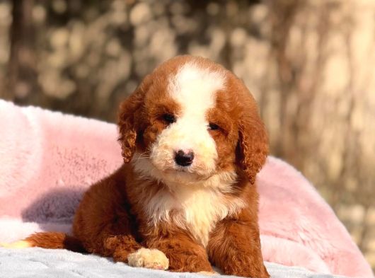 Malti̇poo Ci̇nsi̇ Yavrular Ev Üreti̇mi̇