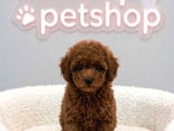 Vonalp Pet Garantisiyle Efsane Güzelli̇kte Toy Poodle
