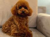 Toy Poodle Sevi̇mli̇ Yavrular Ev Üreti̇mi̇ 