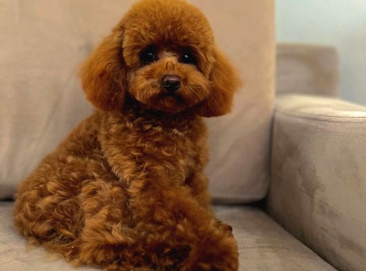 Toy Poodle Sevi̇mli̇ Yavrular Ev Üreti̇mi̇  görsel