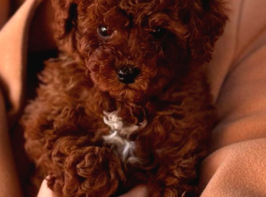 Toy Poodle Sevi̇mli̇ Yavrular Ev Üreti̇mi̇ görsel