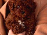 Toy Poodle Sevi̇mli̇ Yavrular Ev Üreti̇mi̇