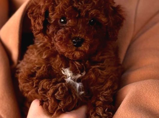 Toy Poodle Sevi̇mli̇ Yavrular Ev Üreti̇mi̇ görsel