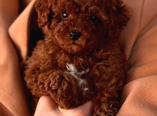 Toy Poodle Sevi̇mli̇ Yavrular Ev Üreti̇mi̇ görsel