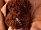 TOY POODLE SEVİMLİ YAVRULAR EV ÜRETİMİ