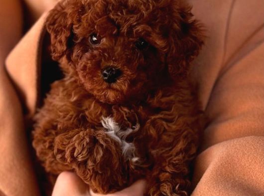 Toy Poodle Sevi̇mli̇ Yavrular Ev Üreti̇mi̇