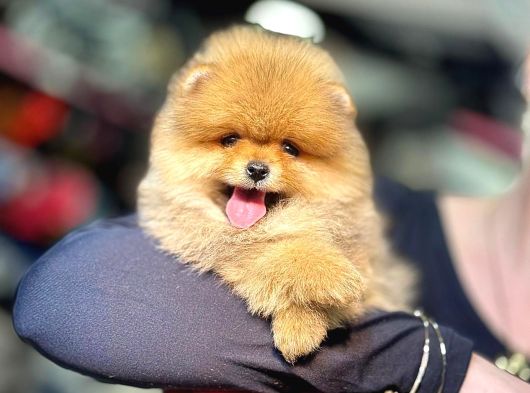 Toy Poodle Sevi̇mli̇ Yavrular Ev Üreti̇mi̇ 