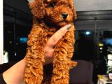 Poodle Yavrularimiz Hazir