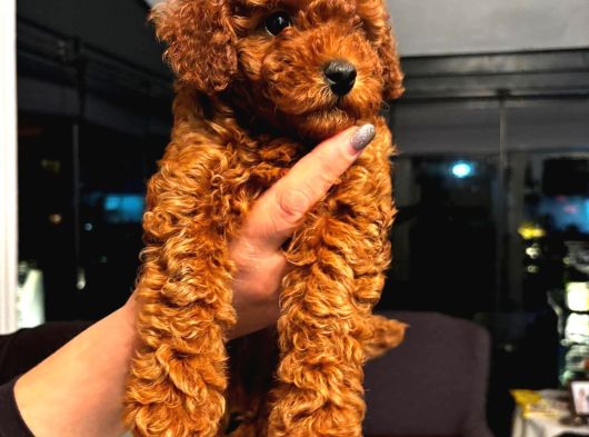 Poodle Yavrularimiz Hazir görsel