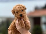 Poodle Yavrularimiz Hazir